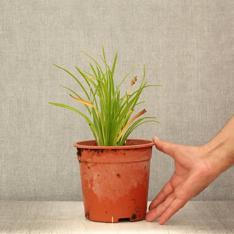 Exemplaar van Hemerocallis Everydaylily Punch Yellow - Daglelie Pot van 2 l/3 l zoals geleverd in de zomer