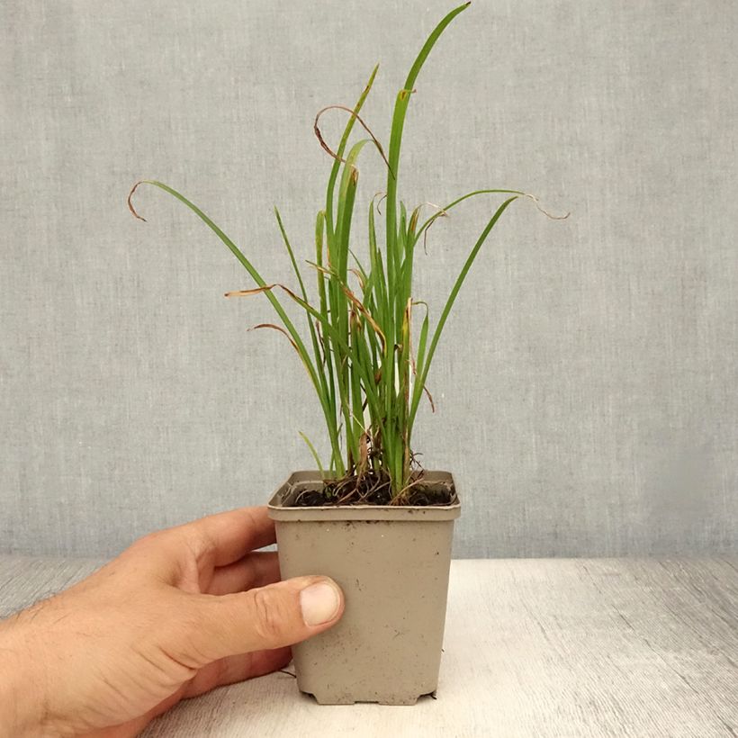 Exemplaar van Hemerocallis Everydaylily Red Ribs - Daglelie Kweekpotje van 8/9 cm zoals geleverd in de zomer