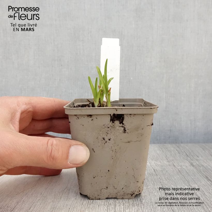 Exemplaar van Hemerocallis Everydaylily Red Ribs - Daglelie Kweekpotje van 8/9 cm zoals geleverd in de lente