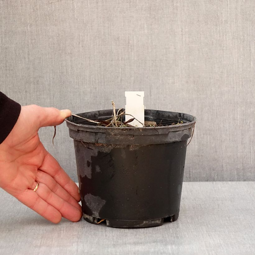 Exemplaar van Hemerocallis Everydaylily Red Ribs - Daglelie Pot van 2 l/3 l zoals geleverd in de winter