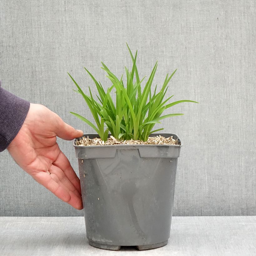 Exemplaar van Hemerocallis Everydaylily Red Ribs - Daglelie Pot van 2 l/3 l zoals geleverd in de lente