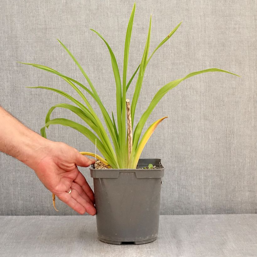 Exemplaar van Hemerocallis Exotic Treasure - Daglelie Pot van 1 l/1,5 l zoals geleverd in de zomer