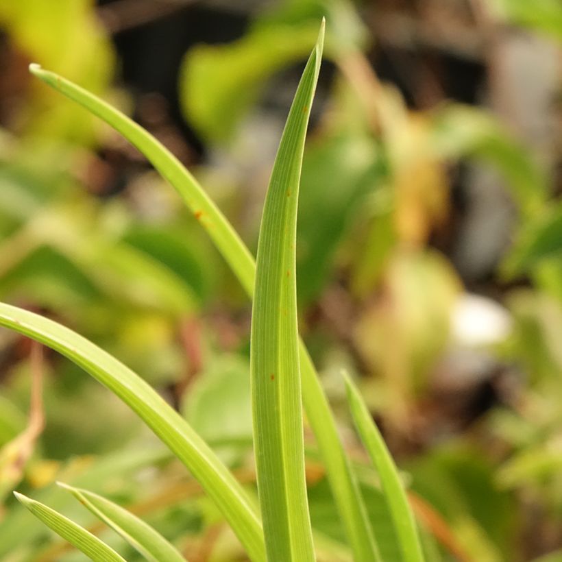 Hemerocallis Exotic Treasure - Daglelie (Blad)