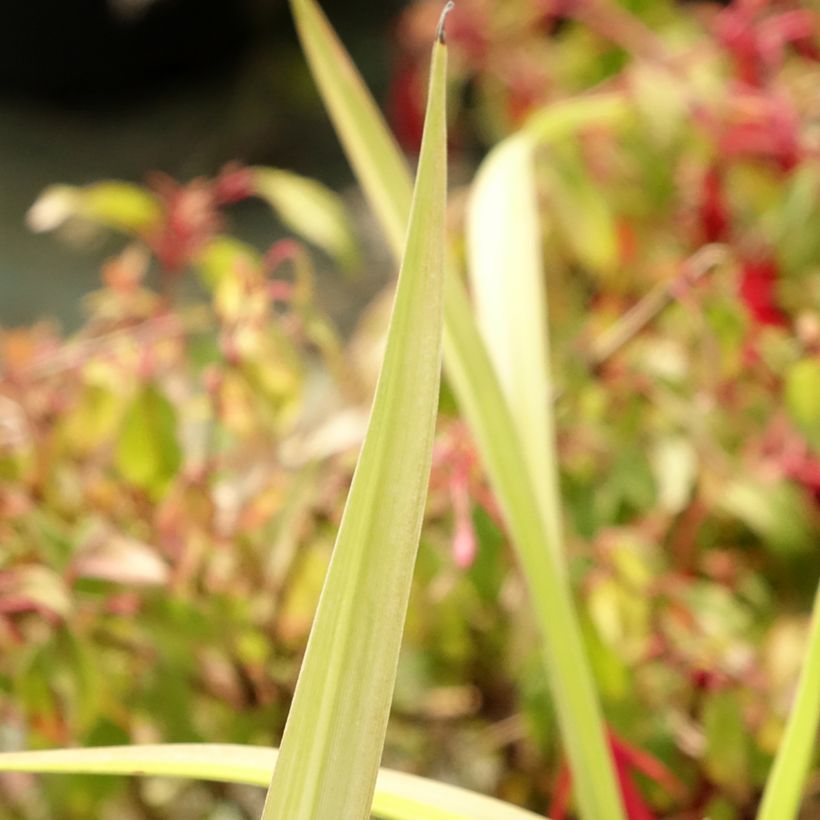 Hemerocallis Eyed Beauty - Daglelie (Blad)