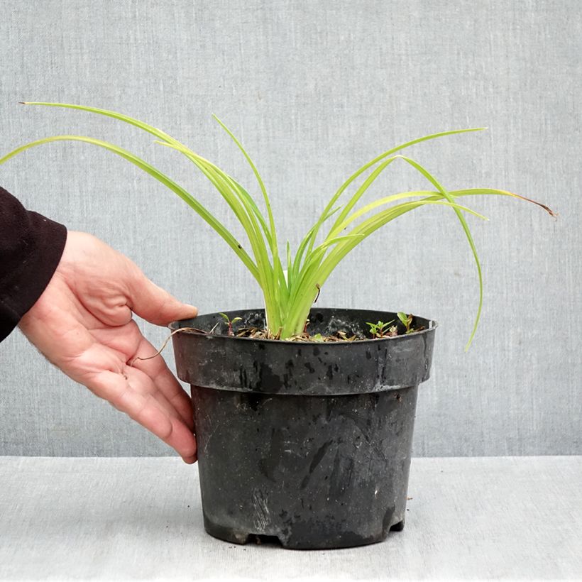 Exemplaar van Hemerocallis Final Touch - Daglelie Pot van 2 l/3 l zoals geleverd in de herfst