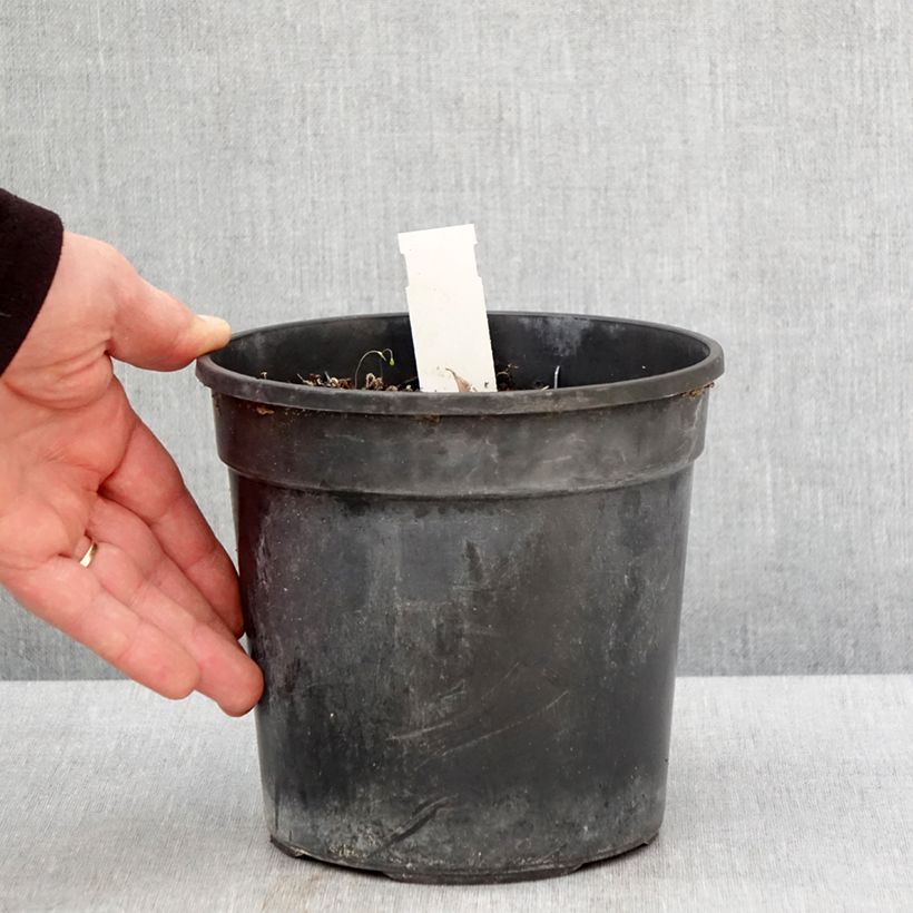 Exemplaar van Hemerocallis Final Touch - Daglelie Pot van 2 l/3 l zoals geleverd in de lente