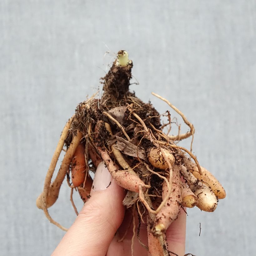 Exemplaar van Hemerocallis Final Touch - Daglelie Naakte wortel zoals geleverd in de winter