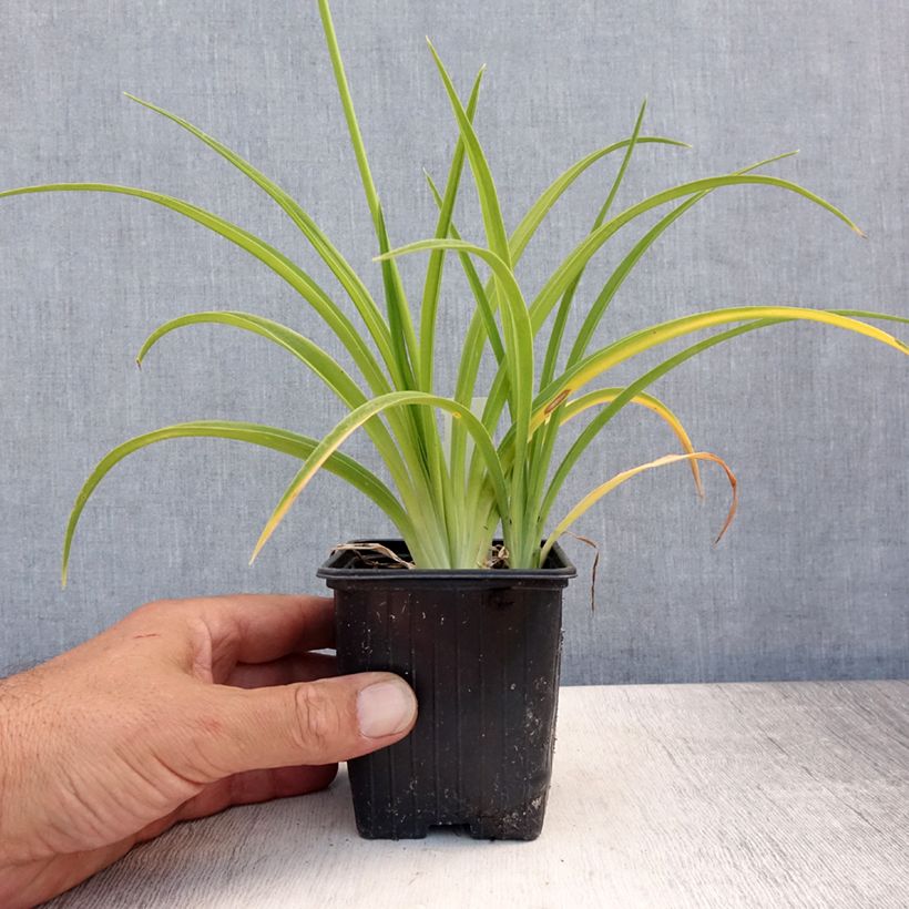 Exemplaar van Hemerocallis Flambeau - Daglelie Kweekpotje van 8/9 cm zoals geleverd in de zomer