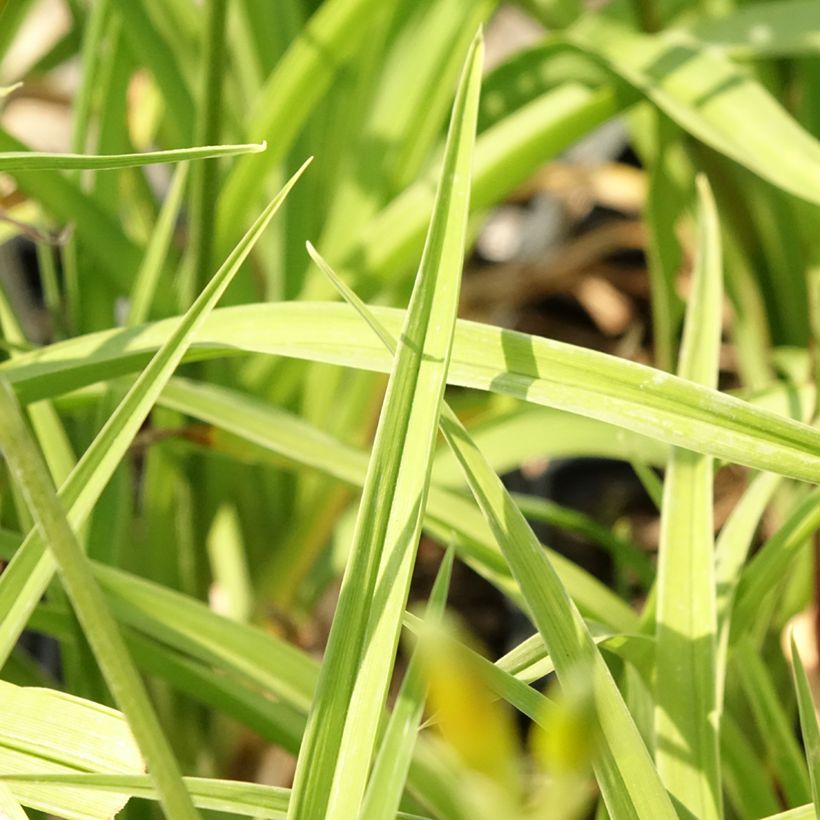 Hemerocallis Flambeau - Daglelie (Blad)