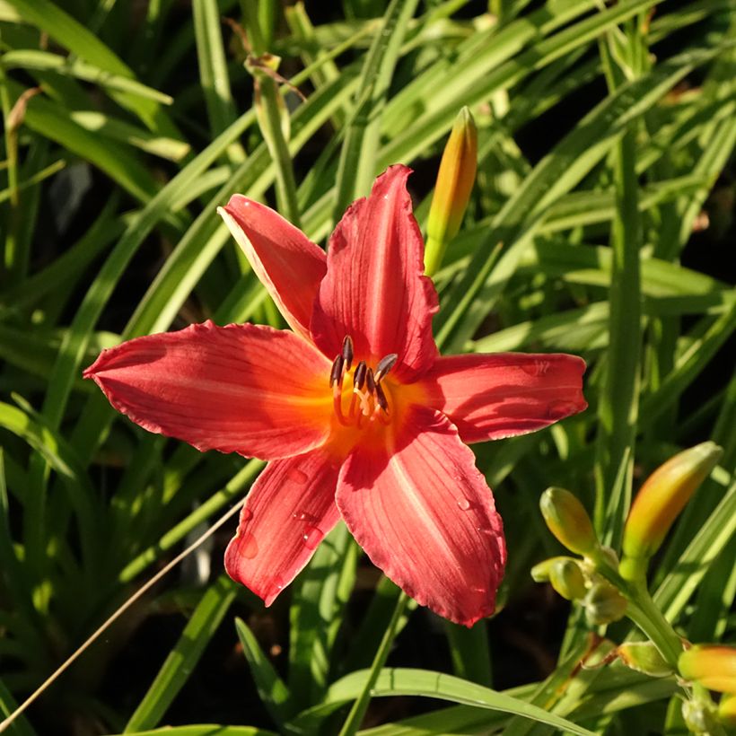 Hemerocallis Flambeau - Daglelie (Bloei)