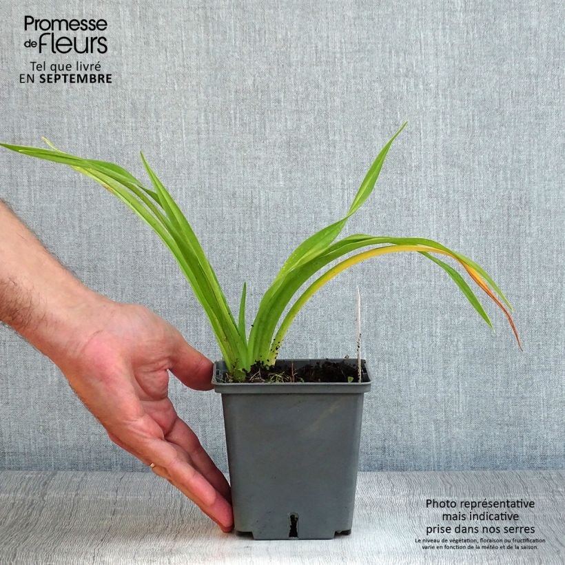Exemplaar van Hemerocallis Flight of The Dragon - Daglelie Pot van 1 l/1,5 l zoals geleverd in de zomer
