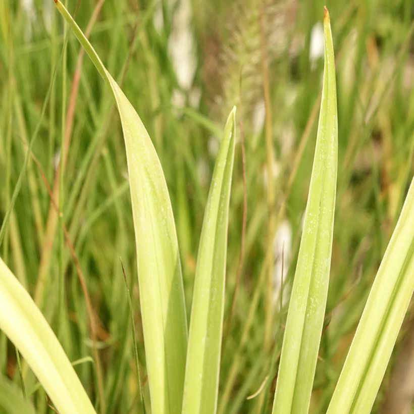 Hemerocallis Flight of The Dragon - Daglelie (Blad)