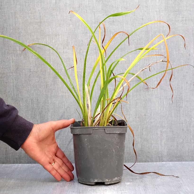 Exemplaar van Hemerocallis Fooled Me - Daglelie Pot van 1 l/1,5 l zoals geleverd in de herfst