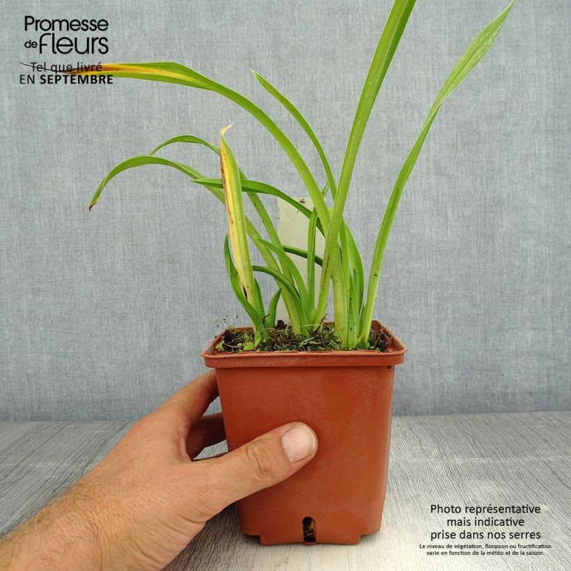 Exemplaar van Hemerocallis Fooled Me - Daglelie Pot van 1 l/1,5 l zoals geleverd in de zomer