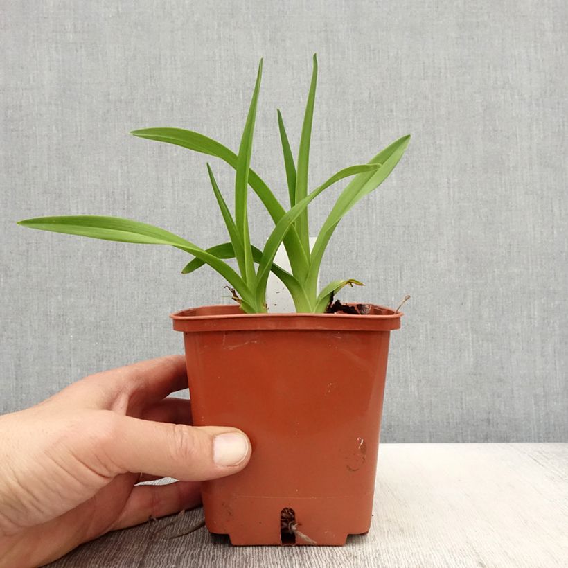 Exemplaar van Hemerocallis Fooled Me - Daglelie Pot van 1 l/1,5 l zoals geleverd in de lente