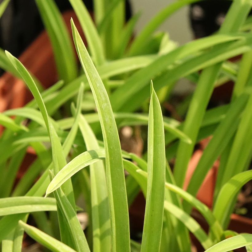 Hemerocallis Fooled Me - Daglelie (Blad)