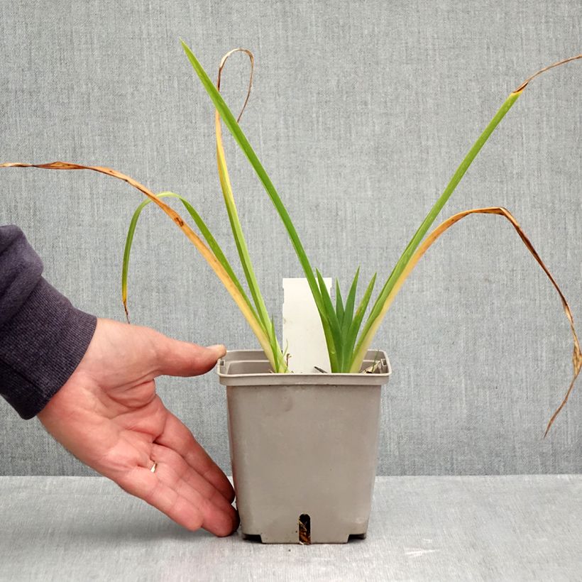 Exemplaar van Hemerocallis Forty Second Street - Daglelie Pot van 1 l/1,5 l zoals geleverd in de herfst