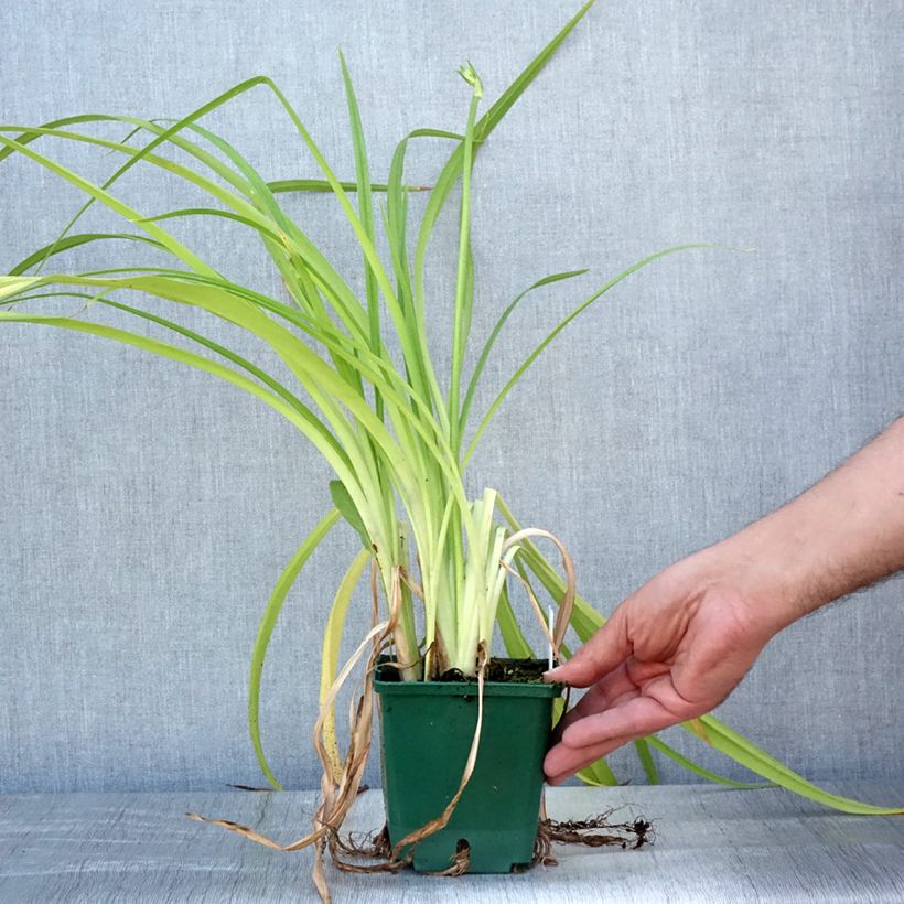 Exemplaar van Hemerocallis Frans Hals - Daglelie Pot van 1 l/1,5 l zoals geleverd in de zomer