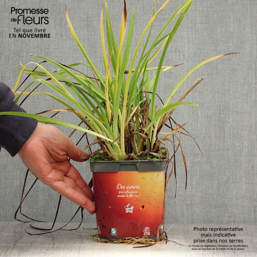Exemplaar van Hemerocallis Frans Hals - Daglelie Pot van 1 l/1,5 l zoals geleverd in de herfst