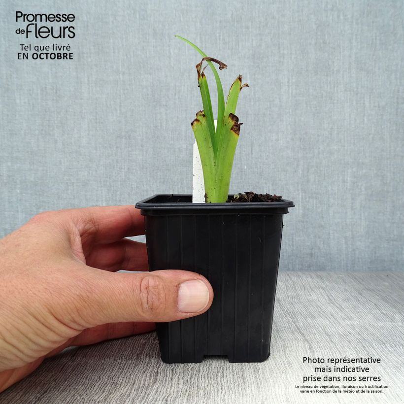 Exemplaar van Hemerocallis fulva Flore Pleno - Bruine daglelie Kweekpotje van 8/9 cm zoals geleverd in de herfst