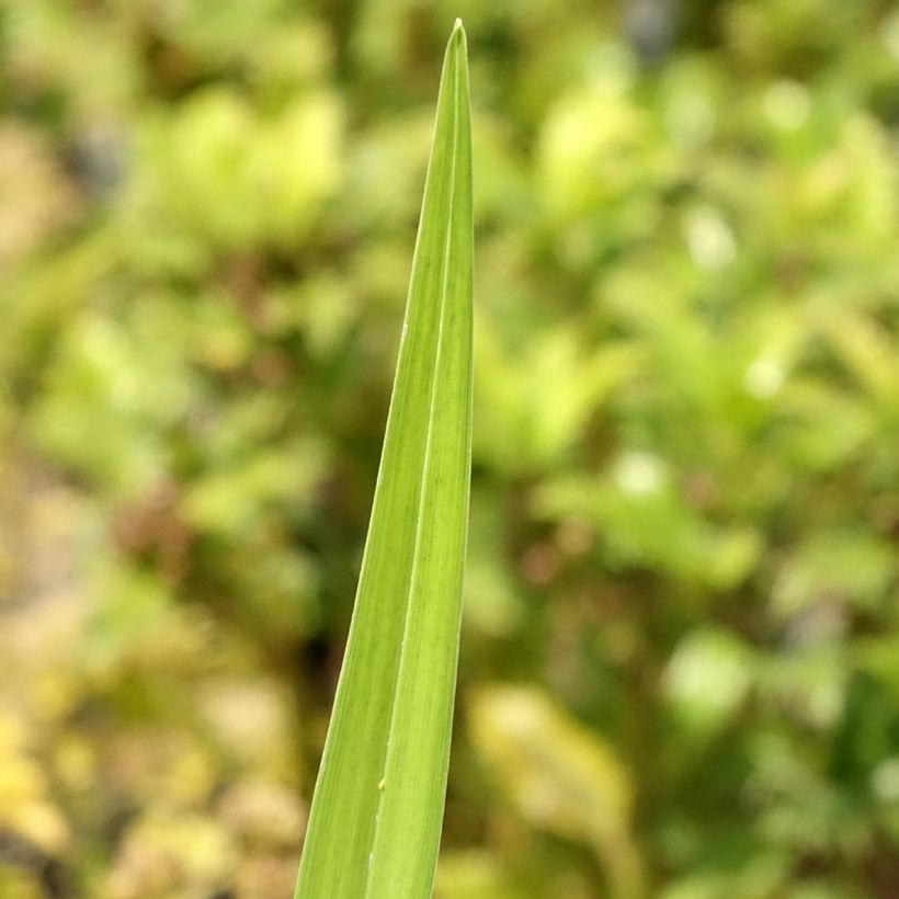 Hemerocallis fulva Flore Pleno - Bruine daglelie (Blad)