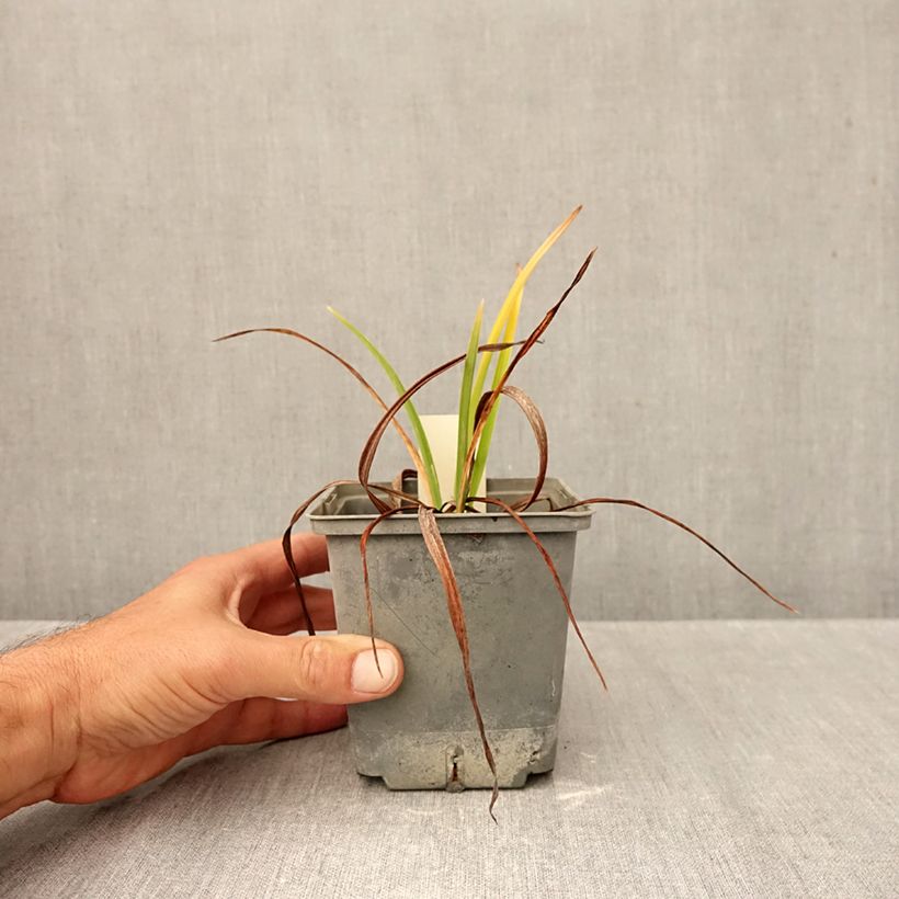 Exemplaar van Hemerocallis Graces of Ganymede - Daglelie Pot van 1 l/1,5 l zoals geleverd in de herfst