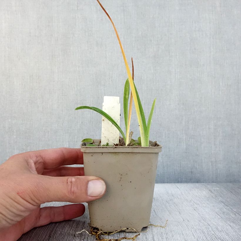 Exemplaar van Hemerocallis Green Flutter - Daglelie Kweekpotje van 8/9 cm zoals geleverd in de herfst