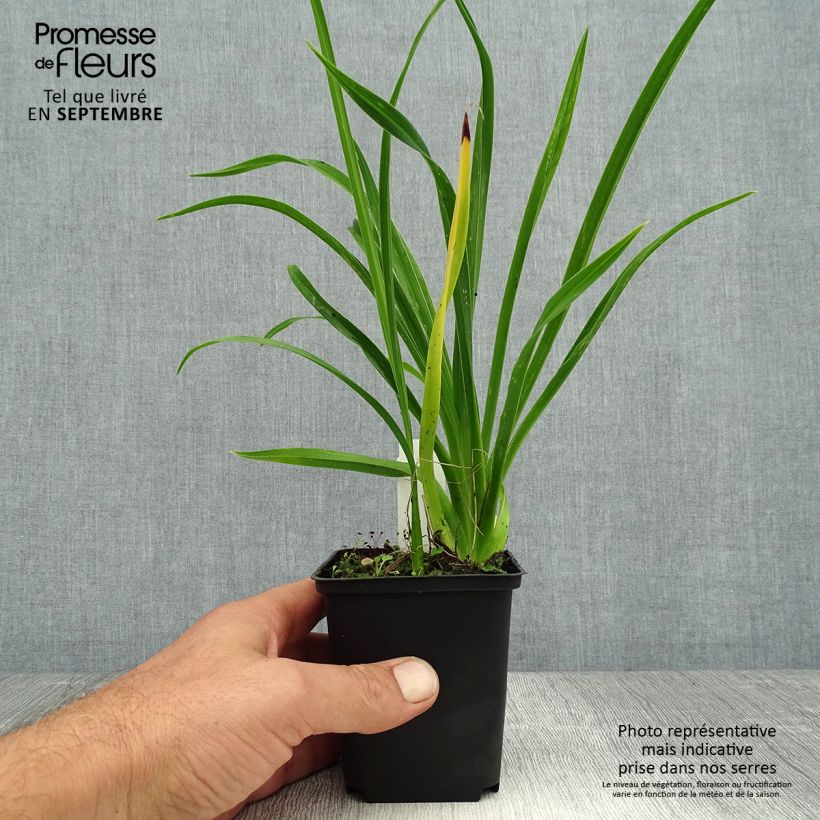 Exemplaar van Hemerocallis Green Flutter - Daglelie Kweekpotje van 8/9 cm zoals geleverd in de zomer