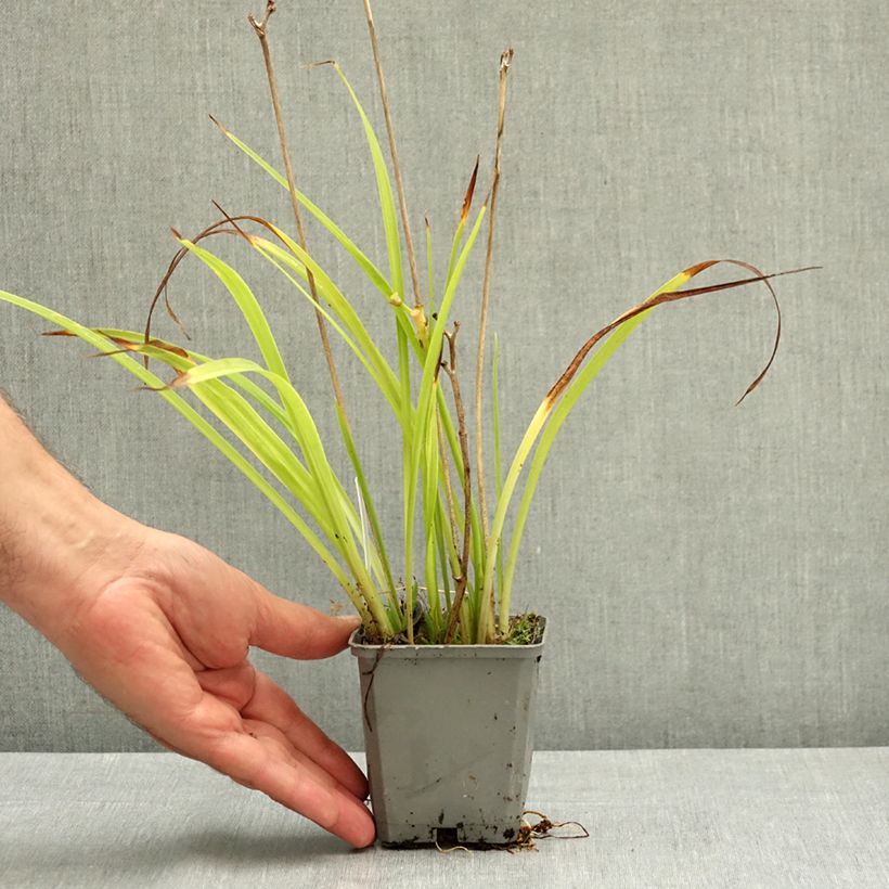 Exemplaar van Hemerocallis Happy Returns - Daglelie Kweekpotje van 8/9 cm zoals geleverd in de zomer