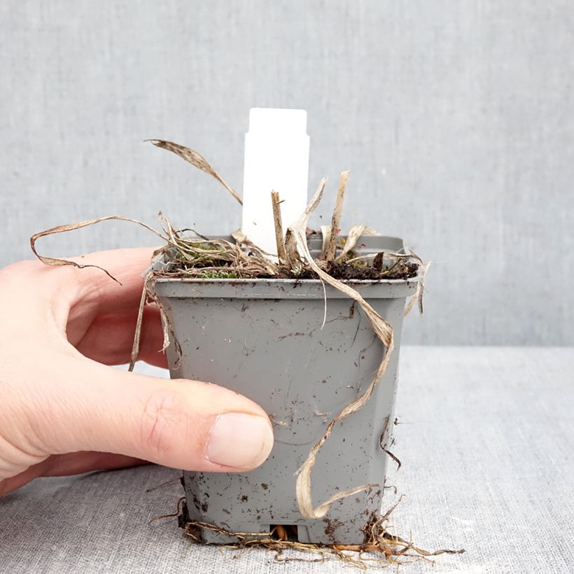 Exemplaar van Hemerocallis Happy Returns - Daglelie Kweekpotje van 8/9 cm zoals geleverd in de winter