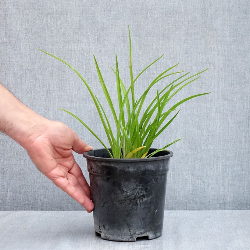 Exemplaar van Hemerocallis Happy Returns - Daglelie Pot van 2 l/3 l zoals geleverd in de lente