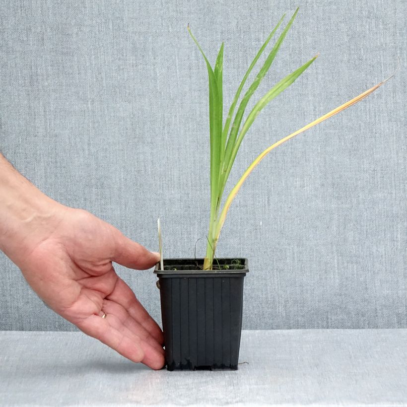 Exemplaar van Hemerocallis Hot Wheels - Daglelie Kweekpotje van 8/9 cm zoals geleverd in de zomer