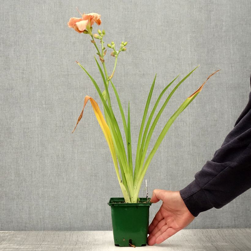 Exemplaar van Hemerocallis Janice Brown - Daglelie Pot van 1 l/1,5 l zoals geleverd in de zomer