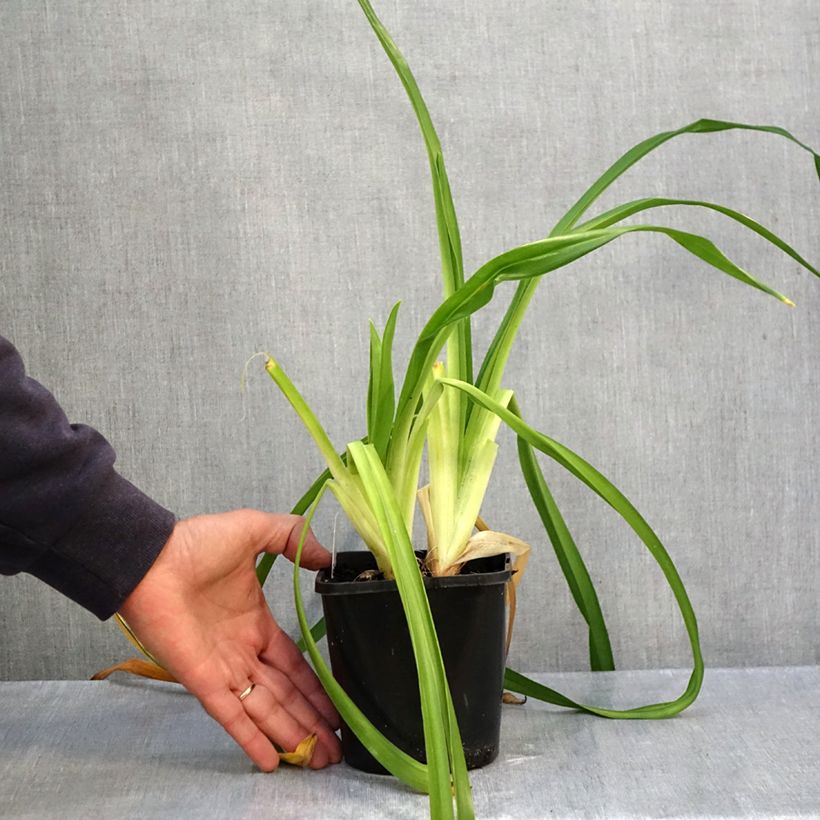 Exemplaar van Hemerocallis Lacy Doily - Daglelie Pot van 1 l/1,5 l zoals geleverd in de herfst