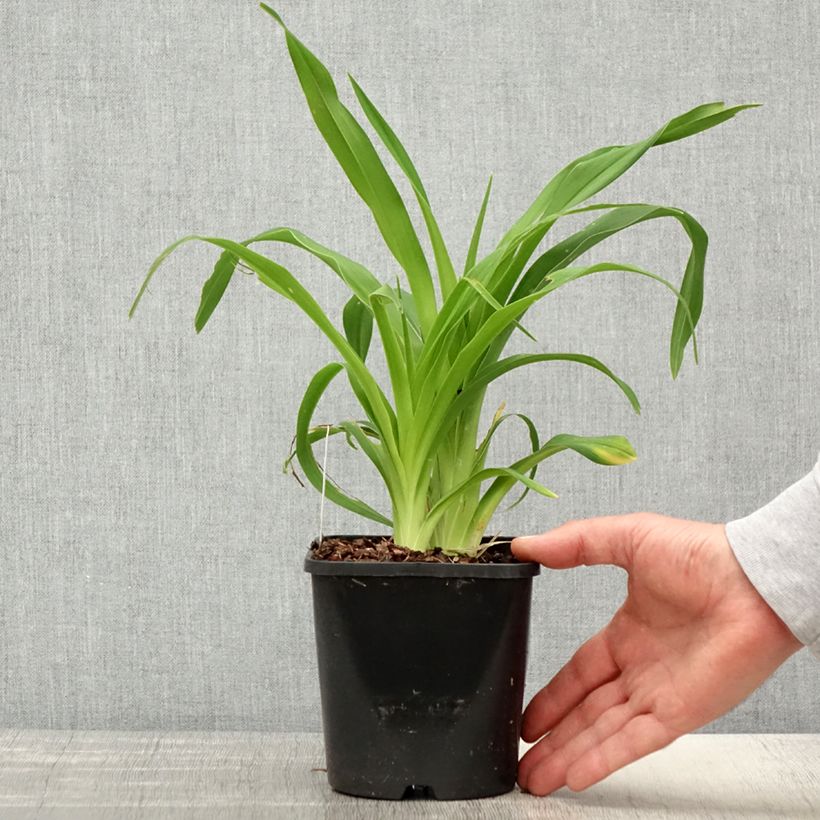 Exemplaar van Hemerocallis Lacy Doily - Daglelie Pot van 1 l/1,5 l zoals geleverd in de lente