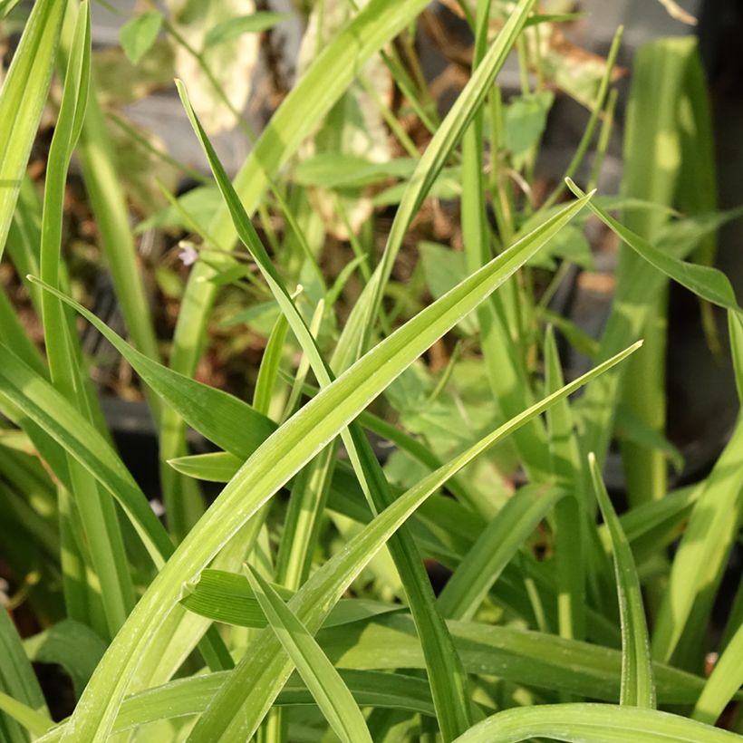 Hemerocallis Land of Cotton - Daglelie (Blad)