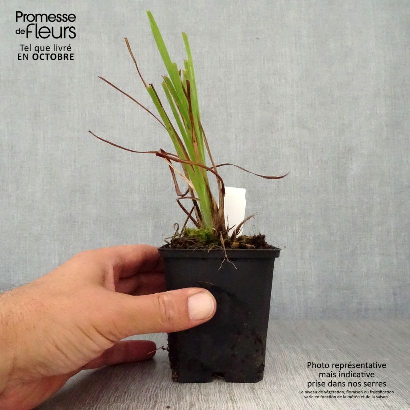 Exemplaar van Hemerocallis lilioasphodelus - Gele daglelie Kweekpotje van 8/9 cm zoals geleverd in de herfst