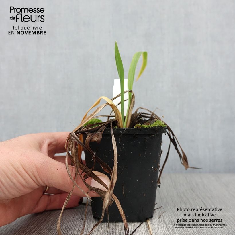 Exemplaar van Hemerocallis Lullaby Baby - Daglelie Kweekpotje van 8/9 cm zoals geleverd in de herfst