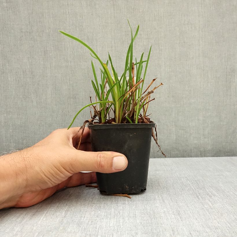 Exemplaar van Hemerocallis Mauna Loa - Daglelie Kweekpotje van 8/9 cm zoals geleverd in de zomer