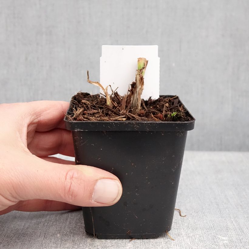 Exemplaar van Hemerocallis Mauna Loa - Daglelie Kweekpotje van 8/9 cm zoals geleverd in de winter