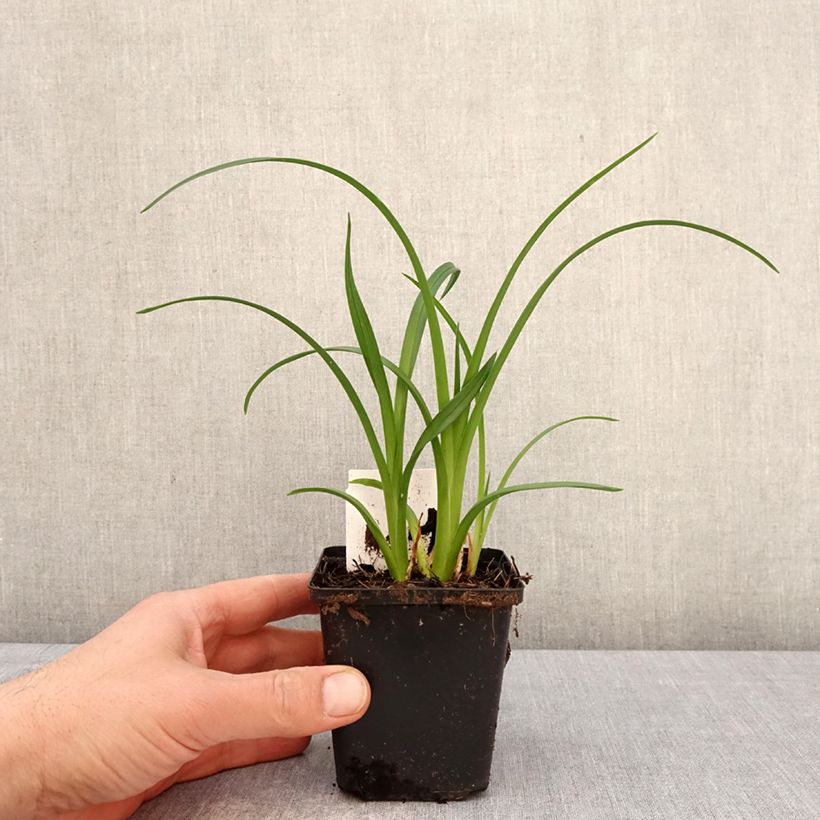Exemplaar van Hemerocallis Mauna Loa - Daglelie Kweekpotje van 8/9 cm zoals geleverd in de lente