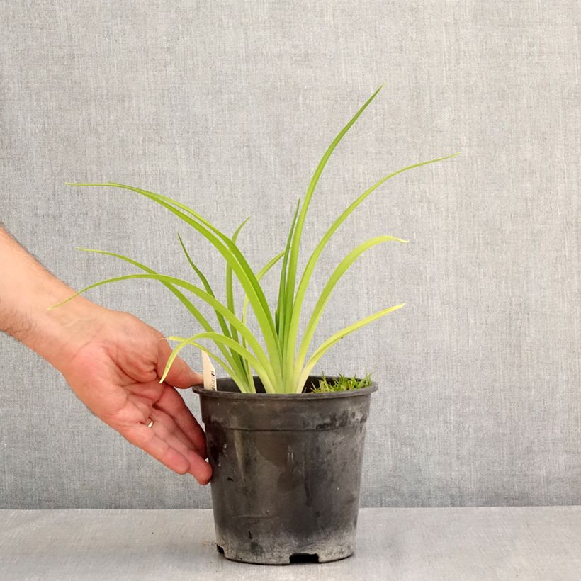 Exemplaar van Hemerocallis Mauna Loa - Daglelie Pot van 2 l/3 l zoals geleverd in de zomer