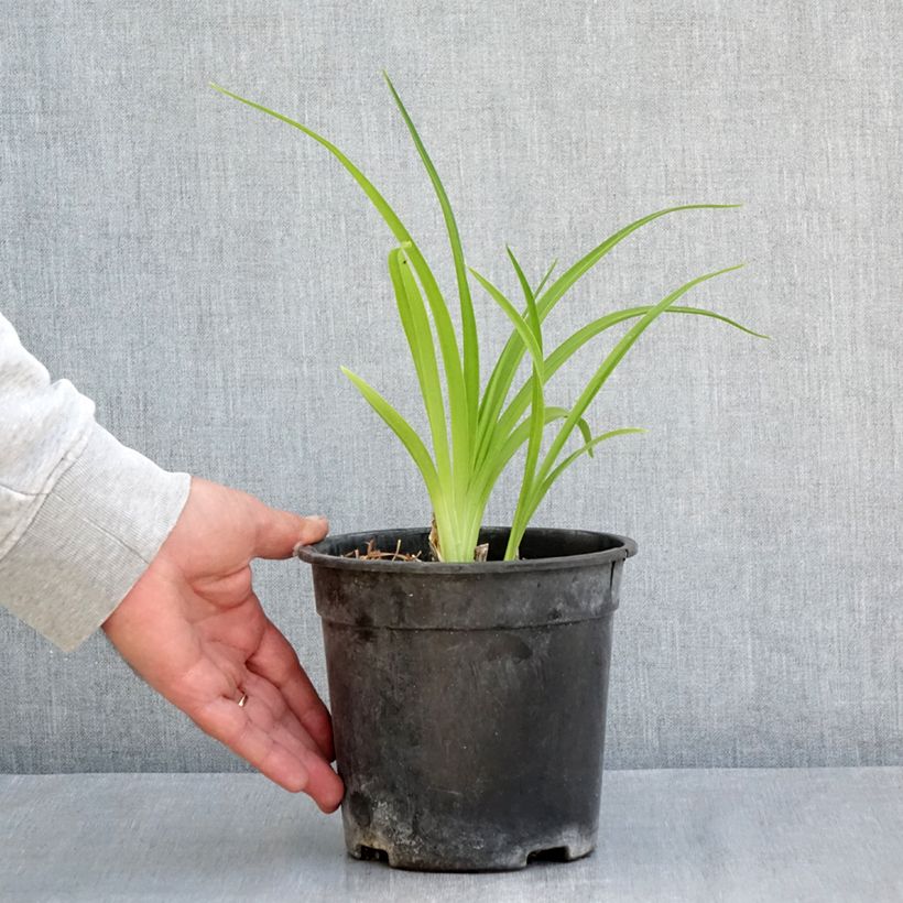 Exemplaar van Hemerocallis Mauna Loa - Daglelie Pot van 2 l/3 l zoals geleverd in de lente