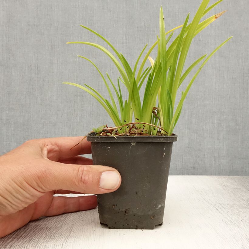 Exemplaar van Hemerocallis Mini Pearl - Daglelie Kweekpotje van 8/9 cm zoals geleverd in de zomer