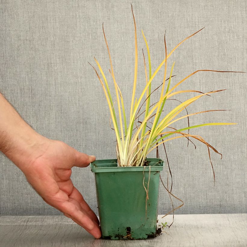 Exemplaar van Hemerocallis Mini Stella - Daglelie Pot van 1 l/1,5 l zoals geleverd in de herfst