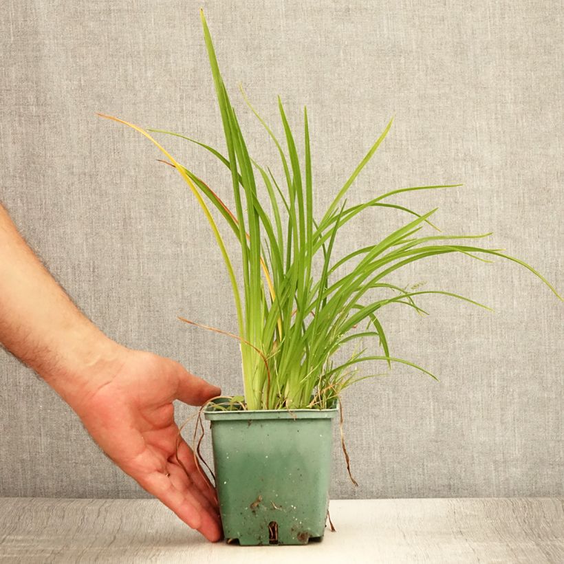 Exemplaar van Hemerocallis Mini Stella - Daglelie Pot van 1 l/1,5 l zoals geleverd in de zomer