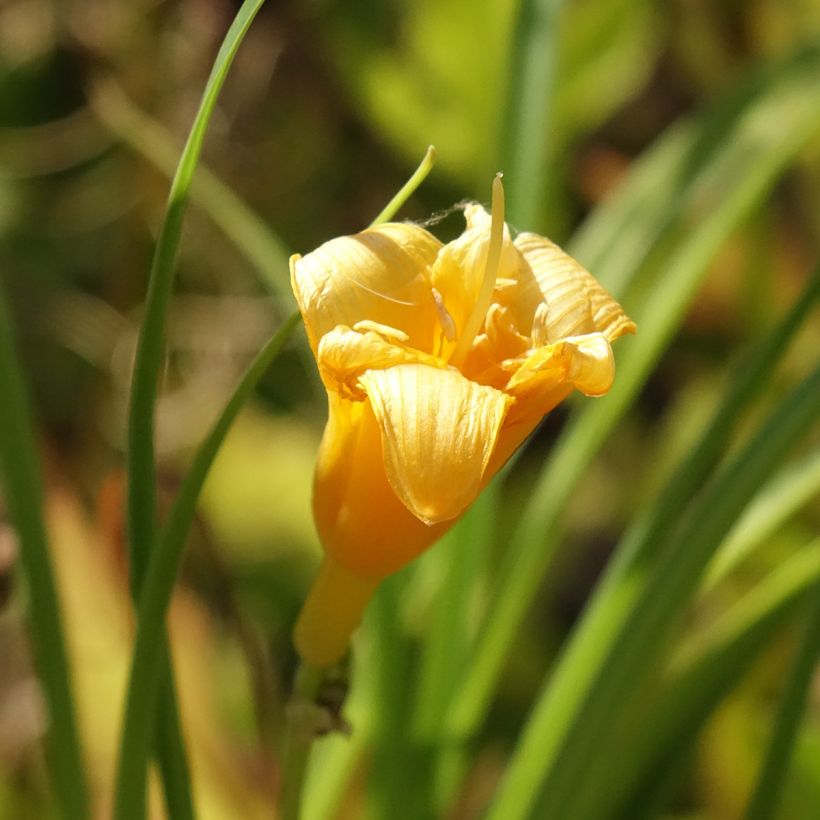 Hemerocallis Mini Stella - Daglelie (Bloei)