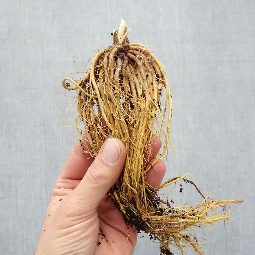 Exemplaar van Hemerocallis Mini Stella - Daglelie Naakte wortel zoals geleverd in de winter