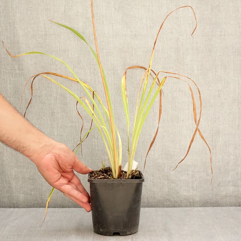 Exemplaar van Hemerocallis Moonlight Masquerade - Daglelie Pot van 1,5 l/2 l zoals geleverd in de zomer