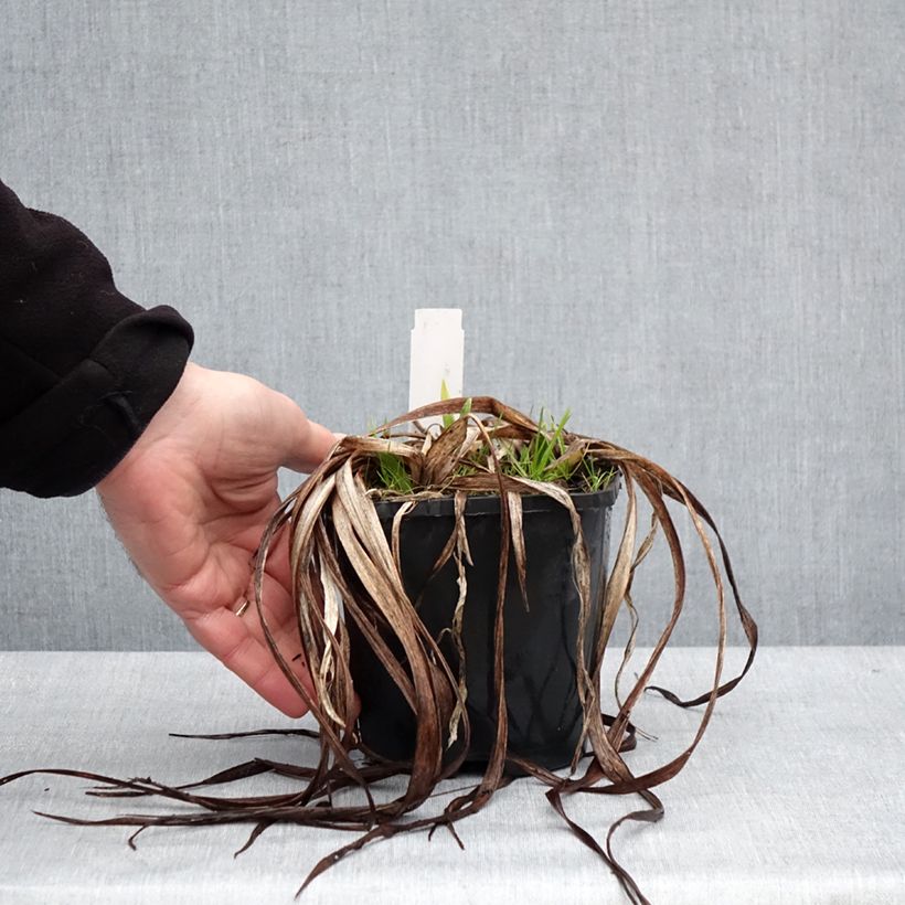 Exemplaar van Hemerocallis Moonlight Masquerade - Daglelie Pot van 1,5 l/2 l zoals geleverd in de winter